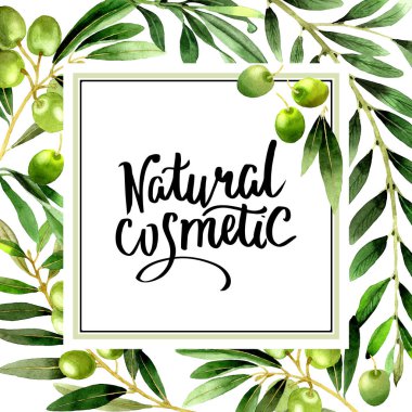 Zeytin ağacı çerçeve izole bir suluboya tarzında.