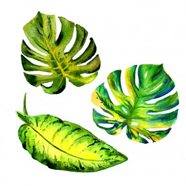 Tropikal Hawaii palmiye ağacı izole bir suluboya tarzında bırakır..