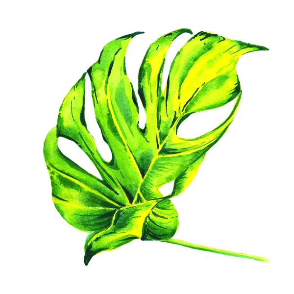 Tropische Hawaii Blätter Palme in einem Aquarell-Stil isoliert. — Stockfoto