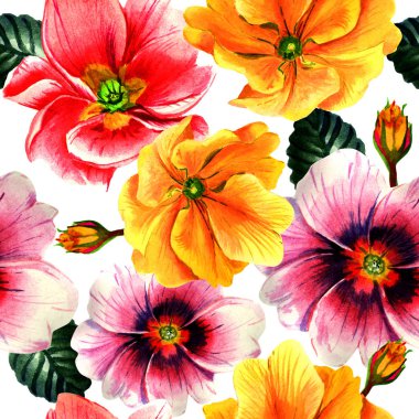 Kır çiçeği çuha çiçeği çiçek pattren izole bir suluboya tarzında.