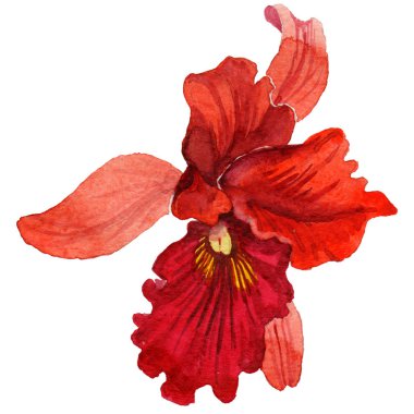 Kır çiçeği orkide çiçek izole bir suluboya tarzında.