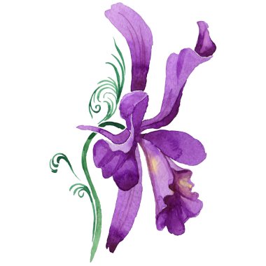 Kır çiçeği orkide çiçek izole bir suluboya tarzında.