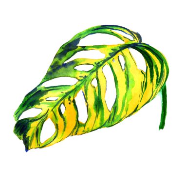 Tropikal Hawaii palmiye ağacı izole bir suluboya tarzında bırakır..