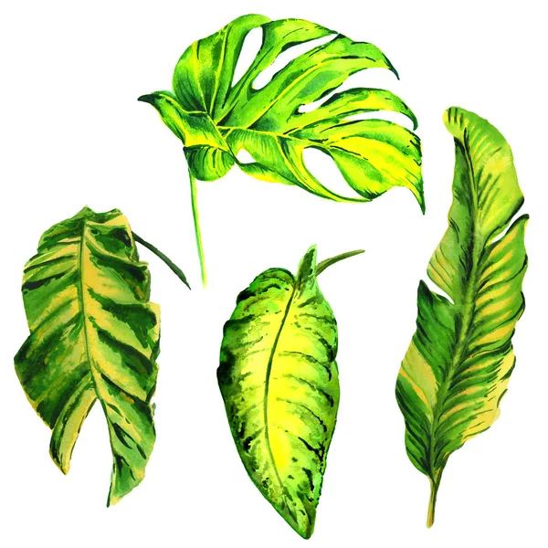 Tropische Hawaii Blätter Palme in einem Aquarell-Stil isoliert. — Stockfoto