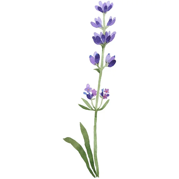 Wildflower lavender flower in a watercolor style isolated. — Stock Photo, Image
