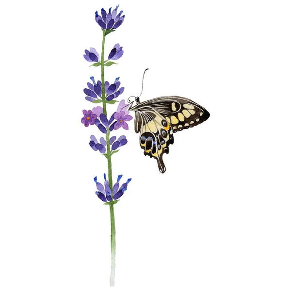 Flor silvestre flor de lavanda en un estilo de acuarela aislado . —  Fotos de Stock