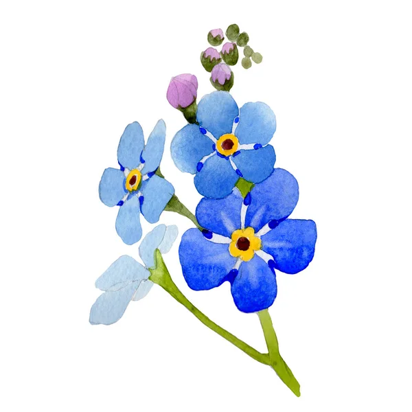 Vadvirág myosotis arvensis virág elszigetelt akvarell stílusú. — Stock Fotó