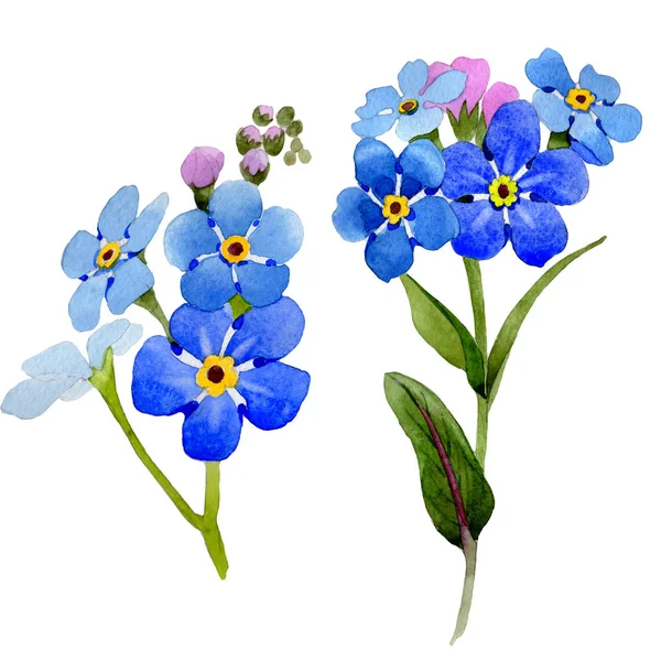 Vadvirág myosotis arvensis virág elszigetelt akvarell stílusú. — Stock Fotó