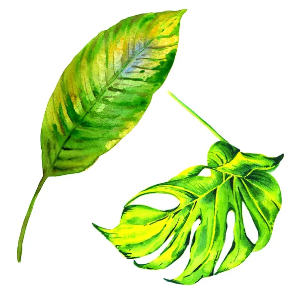 Tropische Hawaii Blätter Palme in einem Aquarell-Stil isoliert. — Stockfoto