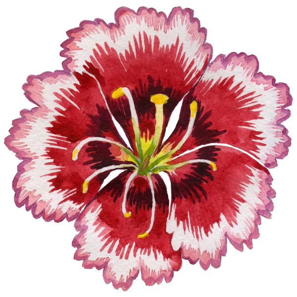 Wildflower carnation flower in a watercolor style isolated. — Stock Photo, Image