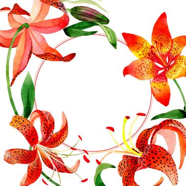 Kır çiçeği leopar lily çiçek çerçeve izole bir suluboya tarzında.