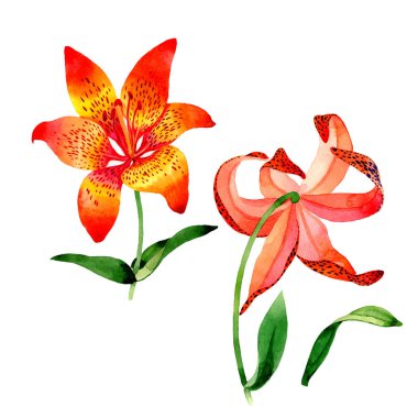 Kır çiçeği leopar lily çiçek izole bir suluboya tarzında.