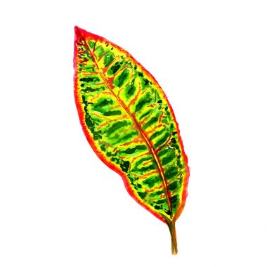 Tropikal Hawaii palmiye ağacı izole bir suluboya tarzında bırakır..