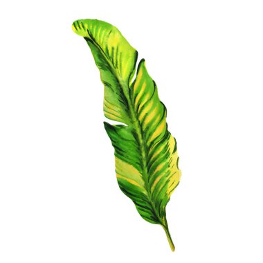 Tropikal Hawaii palmiye ağacı izole bir suluboya tarzında bırakır..