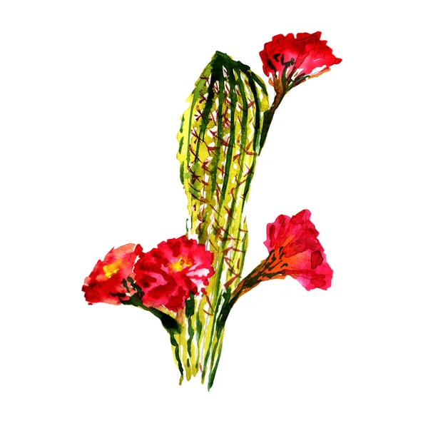 Tropische cactus boom in een aquarel stijl geïsoleerd. — Stockfoto