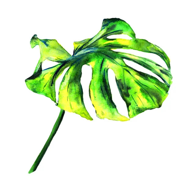 Tropische Hawaii Blätter Palme in einem Aquarell-Stil isoliert. — Stockfoto