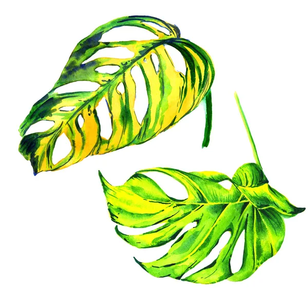 Tropische Hawaii Blätter Palme in einem Aquarell-Stil isoliert. — Stockfoto