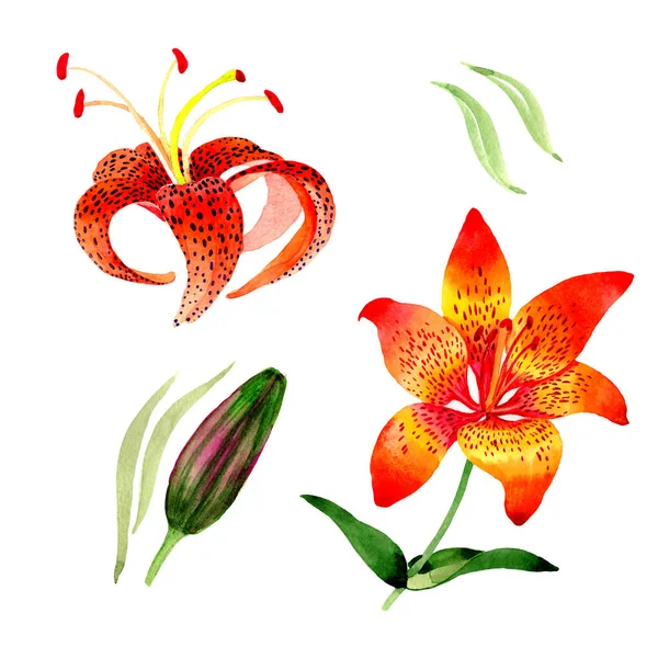 Wildflower leopard lily bloem in een aquarel stijl geïsoleerd. — Stockfoto