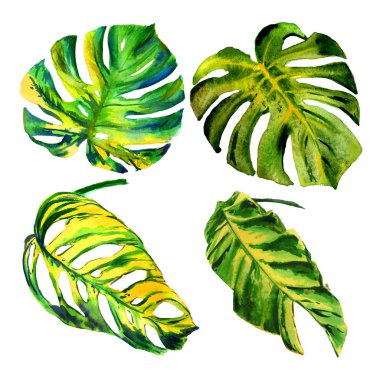 Tropikal Hawaii palmiye ağacı izole bir suluboya tarzında bırakır..