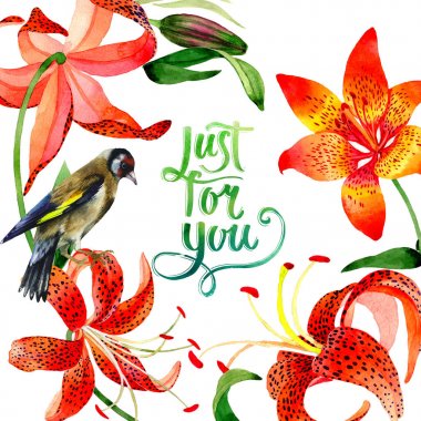 Kır çiçeği leopar lily çiçek çerçeve izole bir suluboya tarzında.