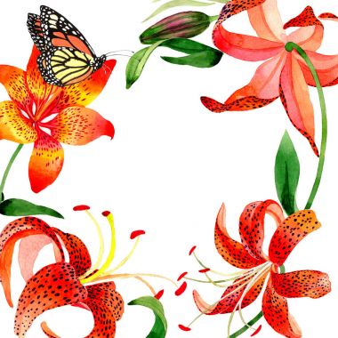 Kır çiçeği leopar lily çiçek çerçeve izole bir suluboya tarzında.
