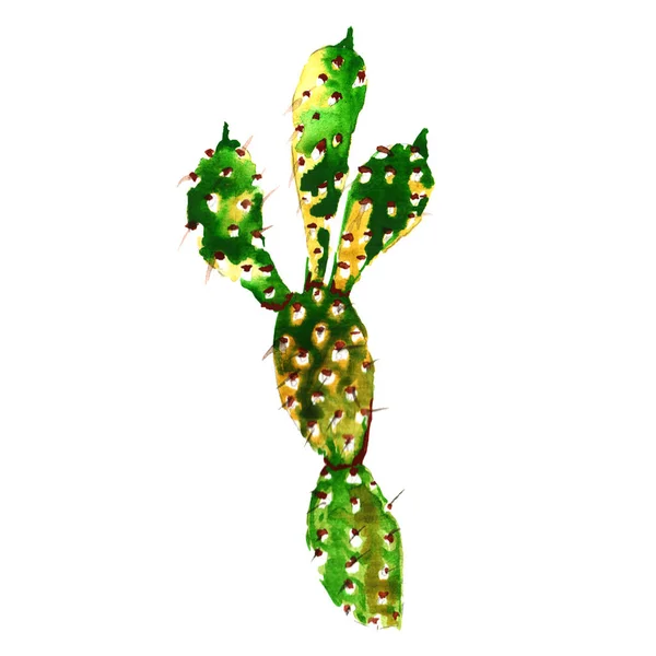 Cactus tropical dans un style aquarelle isolé . — Photo