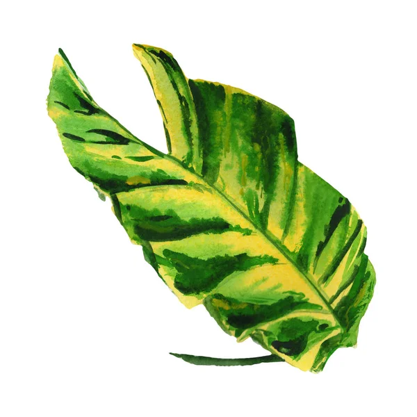 Hawaje tropikalne drzewo liść w stylu przypominającym akwarele na białym tle. — Zdjęcie stockowe