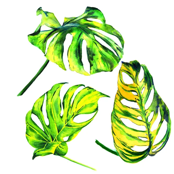 Tropische Hawaii Blätter Palme in einem Aquarell-Stil isoliert. — Stockfoto