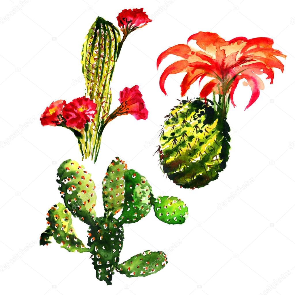 Tropical cactus tree in a watercolor style isolated.