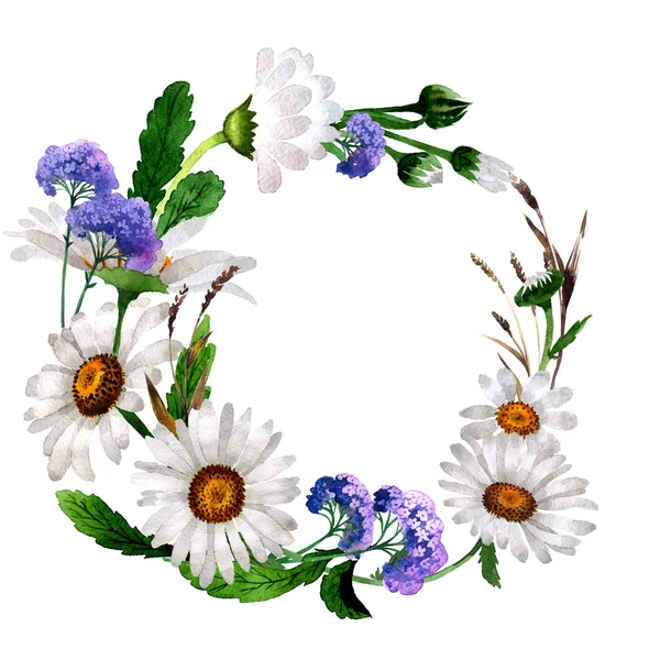 Wildflower rumianek kwiat rama w stylu przypominającym akwarele na białym tle. — Zdjęcie stockowe