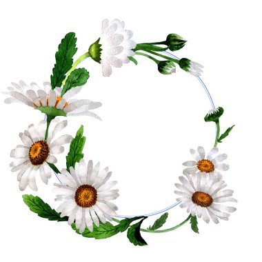 Kır çiçeği papatya çiçek çerçeve izole bir suluboya tarzında.