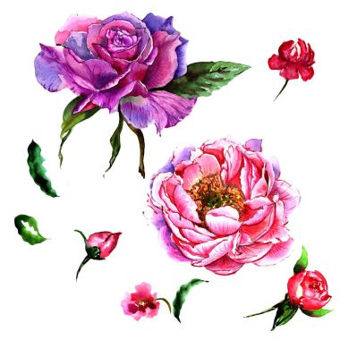 Kır çiçeği Şakayık çiçeği izole bir suluboya tarzında.