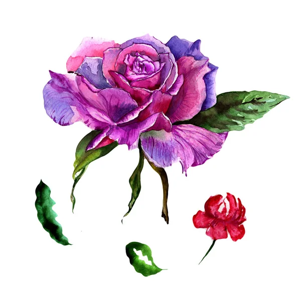 Flor de peônia de flor silvestre em um estilo aquarela isolado . — Fotografia de Stock