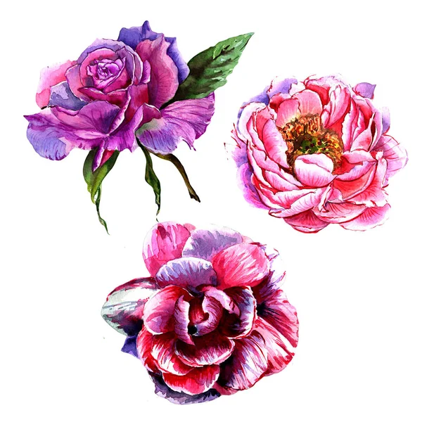 Wildflower peony flower in a watercolor style isolated. — Stock Photo, Image