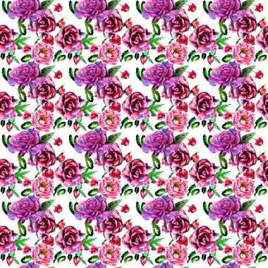 Kır çiçeği peony çiçek deseni izole bir suluboya tarzında.