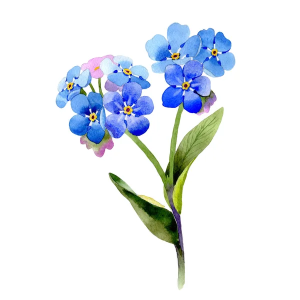 Wildflower myosotis arvensis kwiat w stylu przypominającym akwarele na białym tle. — Zdjęcie stockowe