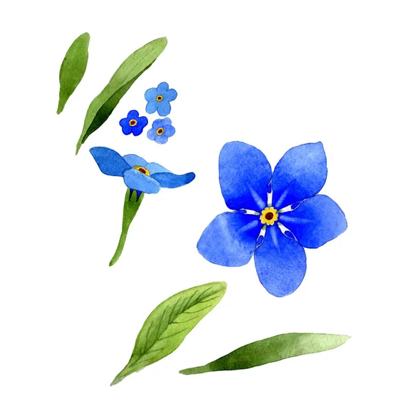 Wildflower myosotis arvensis flower in a watercolor style isolated. — Stock Photo, Image