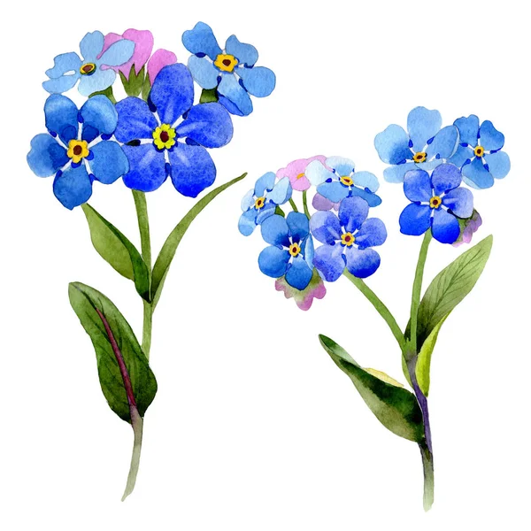 Wildflower myosotis arvensis flower in a watercolor style isolated. — Stock Photo, Image