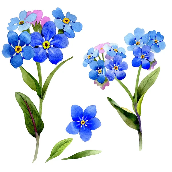 Kır çiçeği myosotis arvensis çiçek izole bir suluboya tarzında. — Stok fotoğraf