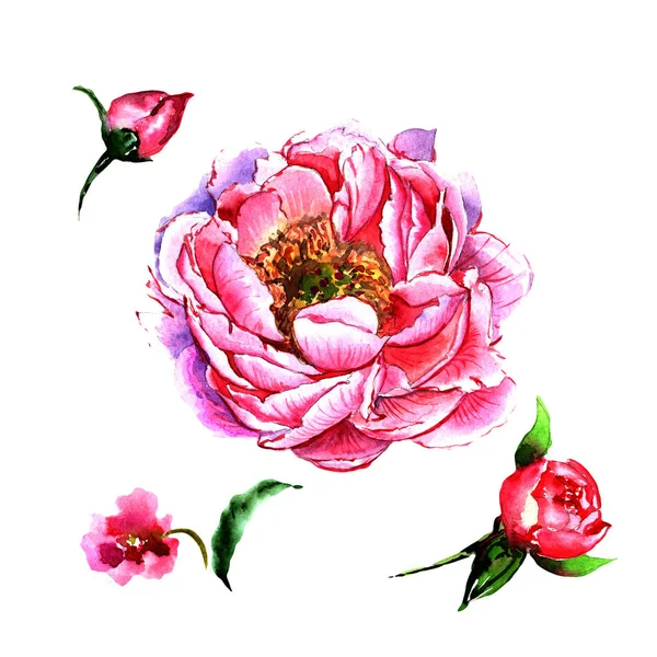 Квітка півонії дикої квітки в акварельному стилі ізольована . — стокове фото