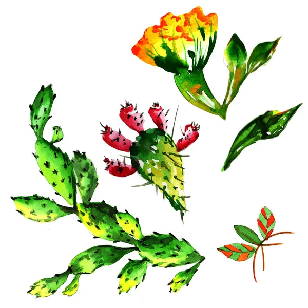Tropiska cactus träd i akvarell stil isolerade. — Stockfoto