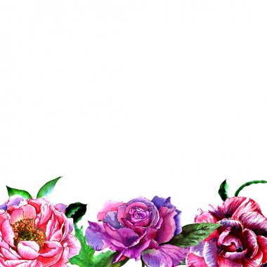 Kır çiçeği Şakayık çiçeği çerçeve izole bir suluboya tarzında.