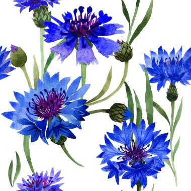 Kır çiçeği karanfil çiçek deseni izole bir suluboya tarzında.