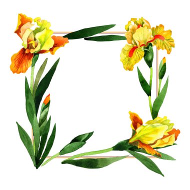 Kır çiçeği Iris çiçek çerçeve izole bir suluboya tarzında.