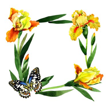 Kır çiçeği Iris çiçek çerçeve izole bir suluboya tarzında.