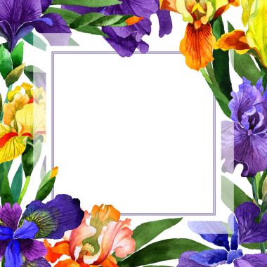 Kır çiçeği Iris çiçek çerçeve izole bir suluboya tarzında.
