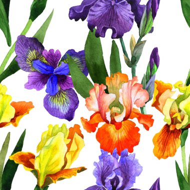 Kır çiçeği Iris çiçek deseni izole bir suluboya tarzında.