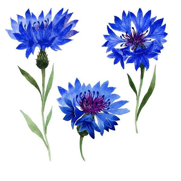 Kır çiçeği karanfil çiçek izole bir suluboya tarzında.