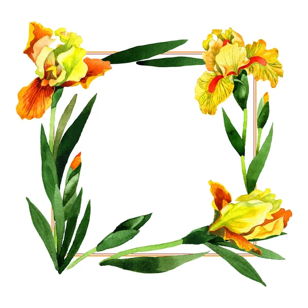 Kır çiçeği Iris çiçek çerçeve izole bir suluboya tarzında.