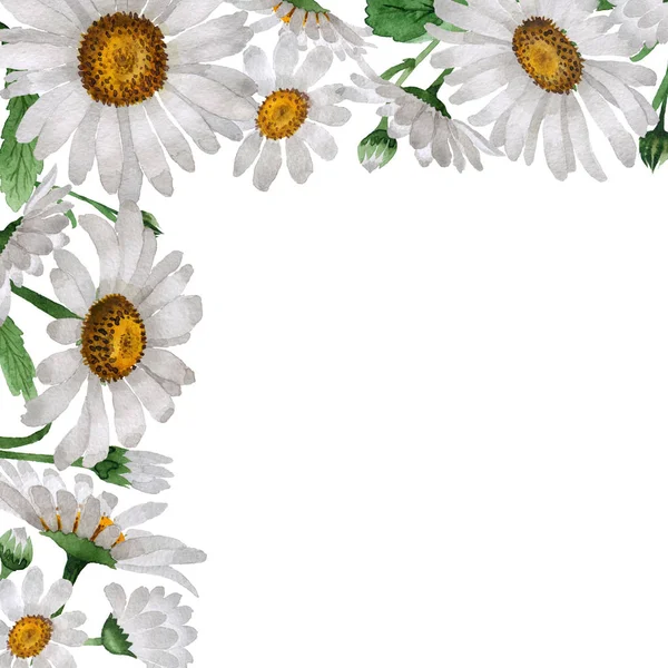 Moldura de flor de camomila Wildflower em um estilo aquarela isolado . — Fotografia de Stock